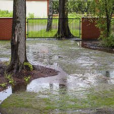 waterlogged lawn