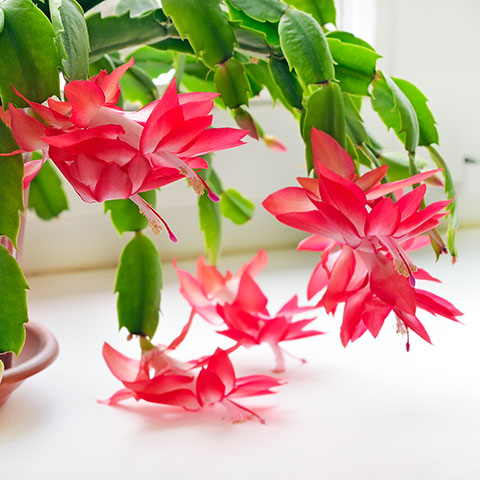 Christmas Cactus