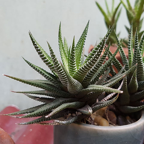 Zebra Haworthia