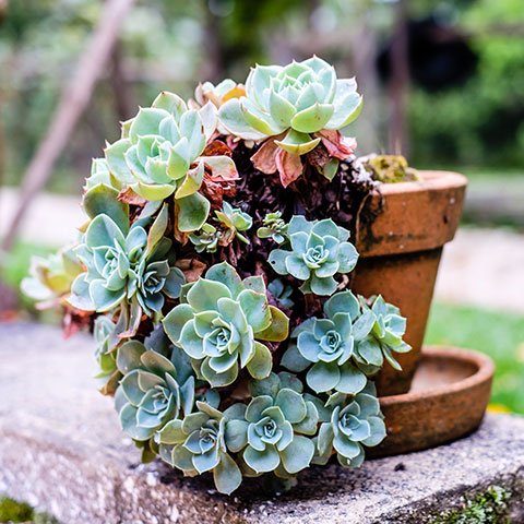 poisonous succulents to dogs