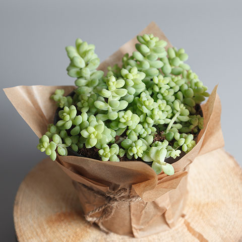 Burro's Tail