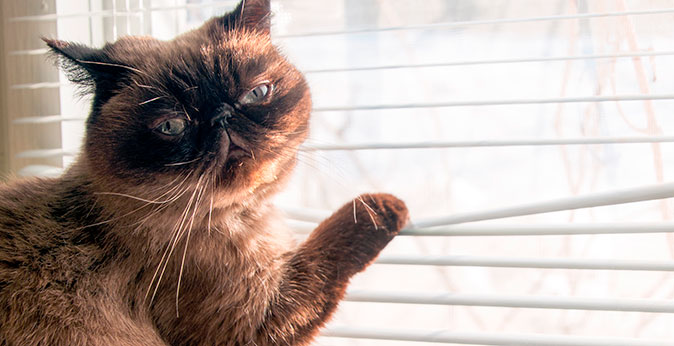 Blinds keep out sun but not cats