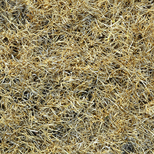 Drought-stricken lawn