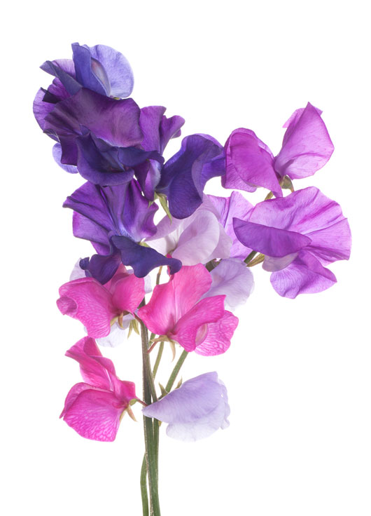 Sweet Pea