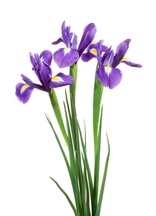 Iris