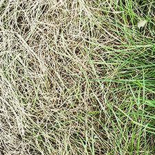 Snow Mold