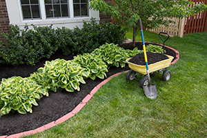 mulch around plants