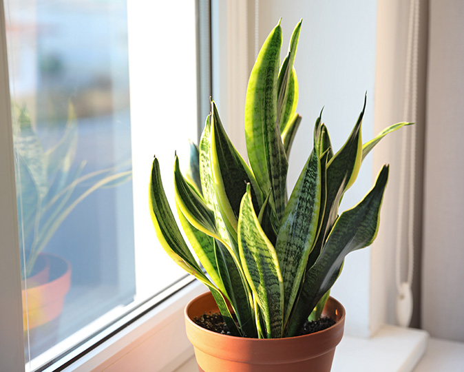 Mother-in-Laws-Tongue or Snake Plant is known to be one of the best air purifiers.