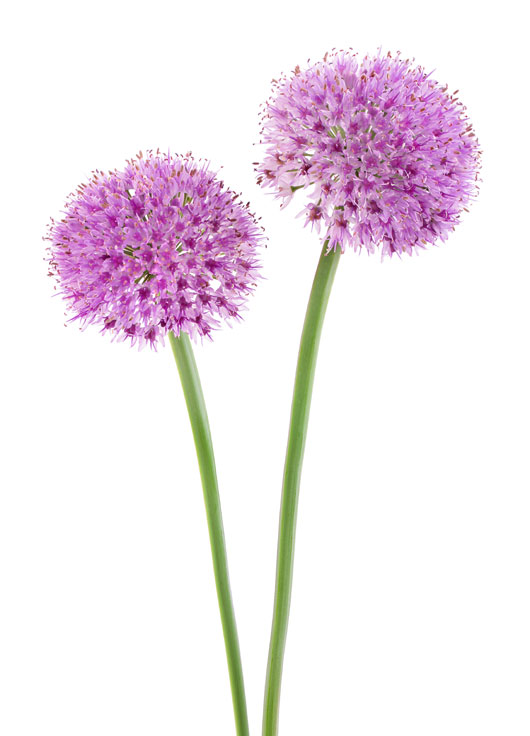 Image shows two purple allium on a white background.