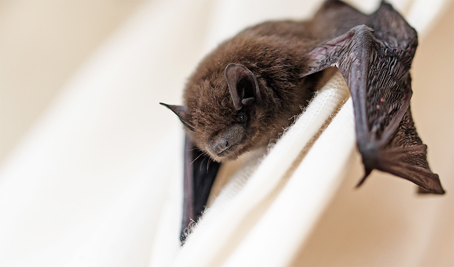 How to Get Rid of Bats in a House