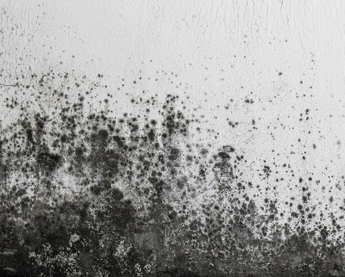 A large patch of black Stachybotrys grows on a wall with cracked white paint.