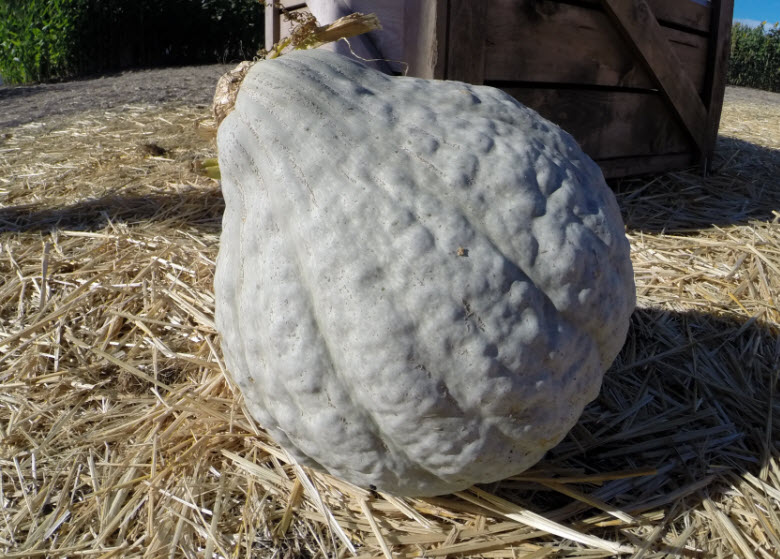 A ripe Blue Hubbard Squash sitting on some hay.