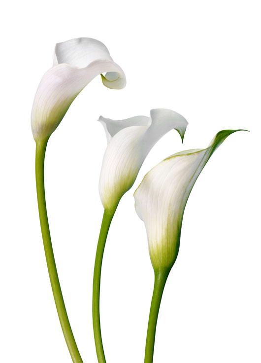 Image shows three Calla Lilies on a white background.