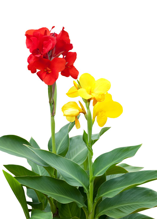 Image shows red and yellow Canna lilies on a white background.
