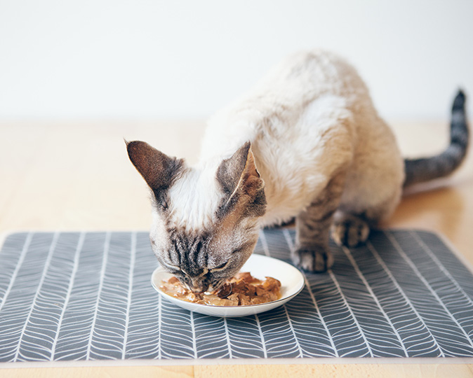 A cat eats food from a saucer placed on a washable pet mat.
