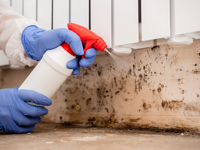 A person wearing blue gloves using a spray bottle to clean mold growth on a wall.