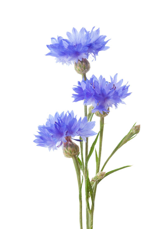 Image shows a single purplish-blue cornflower on a white background.