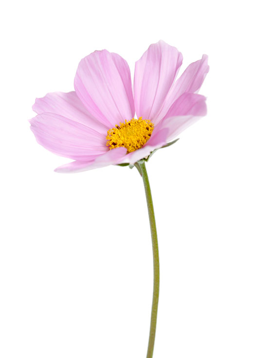 Image shows a single pink cosmos on a white background.