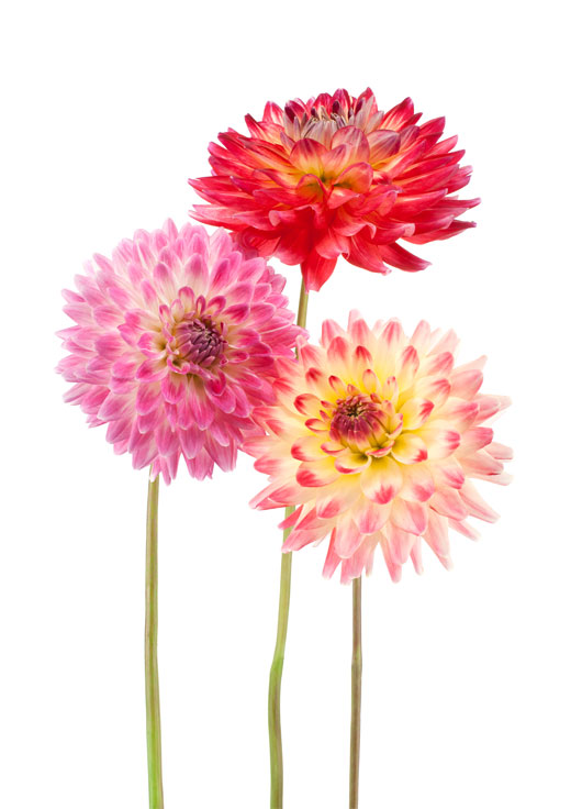 Image shows colorful Dahlias on a white background.