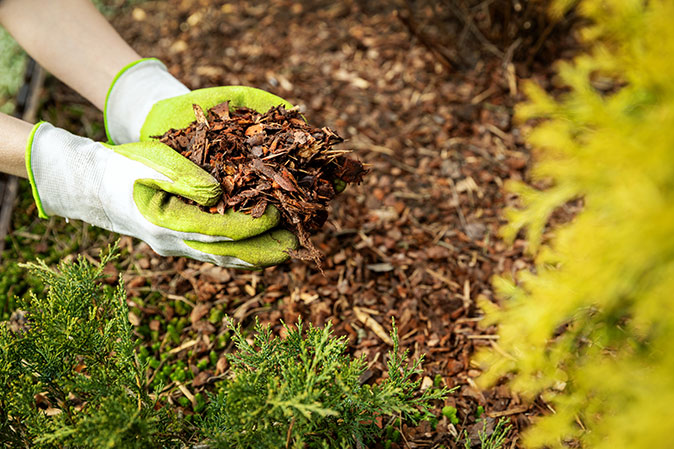 A woman applies mulch to her yard with gloves on her hands.