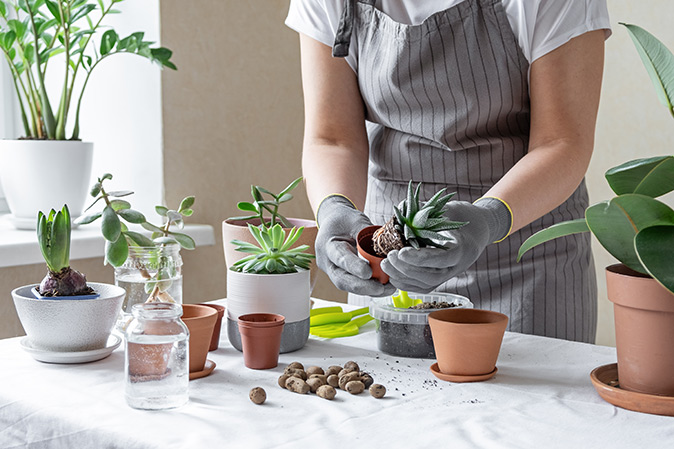 A person wearing an apron potting succulents on a table.