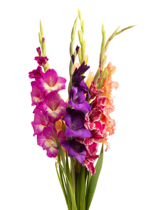 Image shows a trio of Gladiolus on a white background.