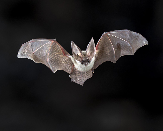 The image shows a beneficial grey long-eared bat flying at night.
