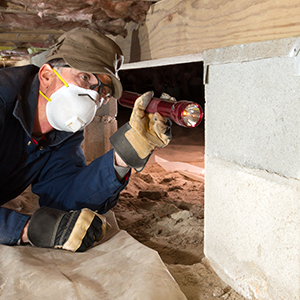 Tips to ask a rodent abatement specialist when you call for appointment