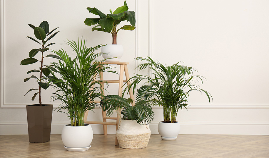 Transform Your Space with Indoor Trees: The Latest Home Decor Trend