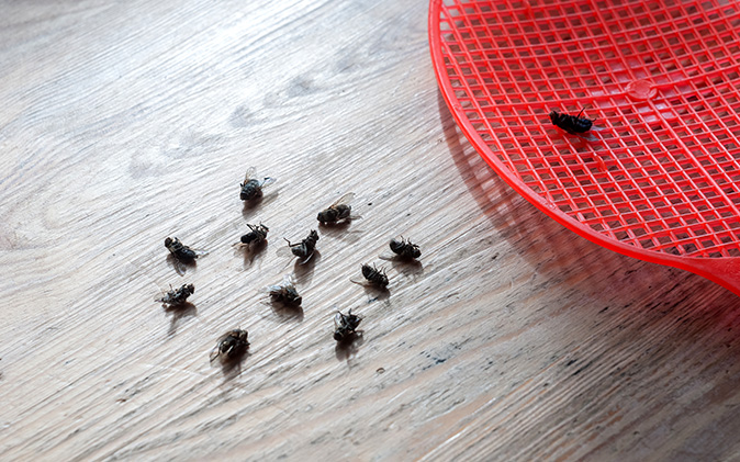 Effective use of a fly swatter for influx of flies in a home.