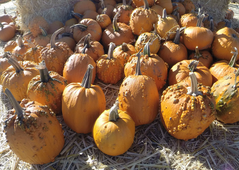 A cluster of knucklehead pumpkins ready to be sold.