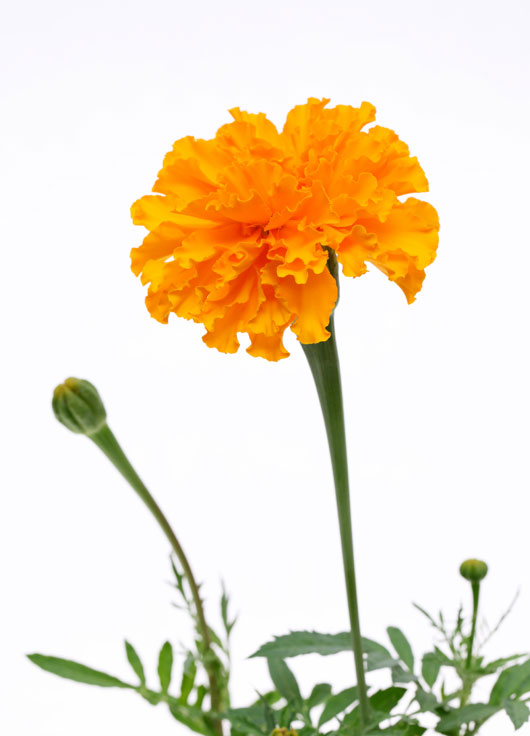 Image shows a single yellow marigold on a white background.