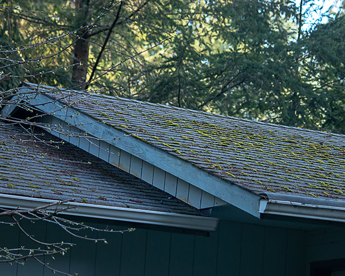 Moss growing on the roof of an older home surrounded by pine trees.