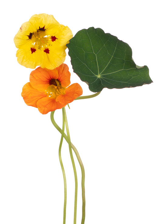Image shows yellow and orange nasturtiums on a white background.