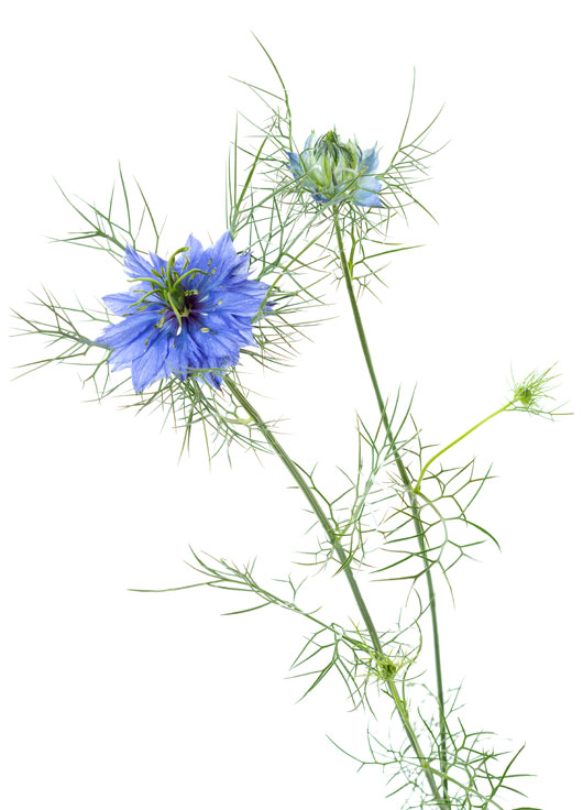 Image shows a blooming purplish-blue nigella on a white background.