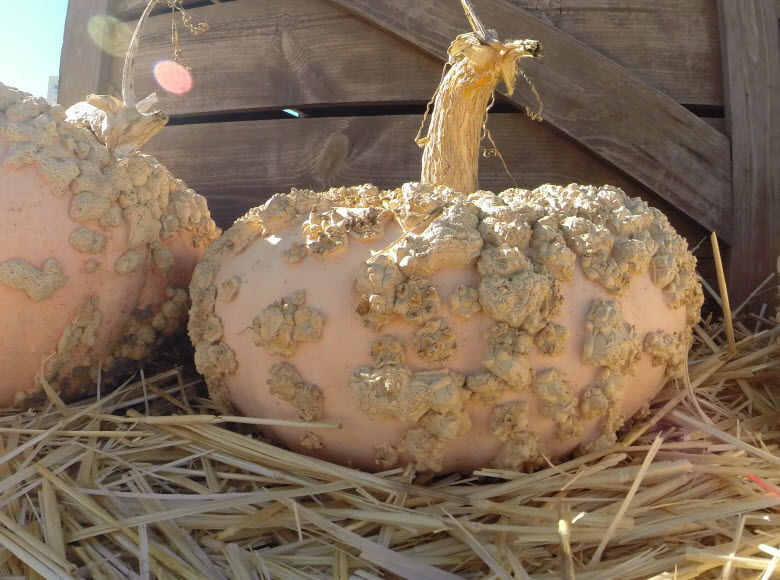 Peanut Pumpkin