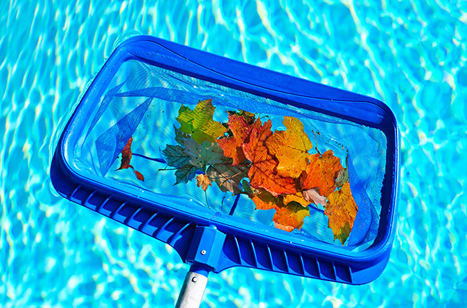 A pool skimmer filled with autumn leaves against the backdrop of clear pool water.