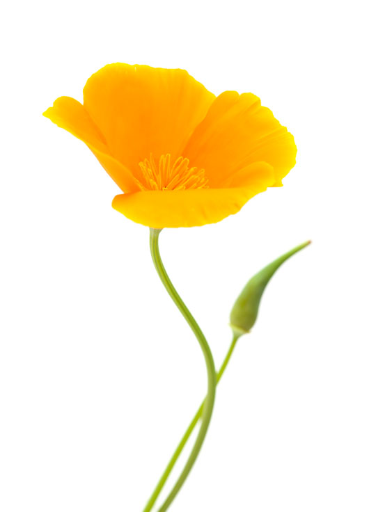 Image shows a single bright yellow poppy on a white background.