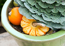 potted plants