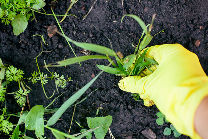 A woman’s hand in a garden glove pulls out a weed from her garden.