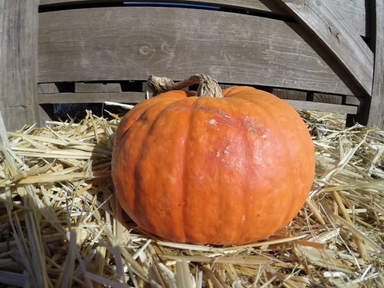 Red Kuri Squash