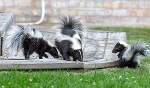 If a skunk sprayed under house or porch, you have a problem with control of rodents that needs to be addressed quickly. These tips can help.