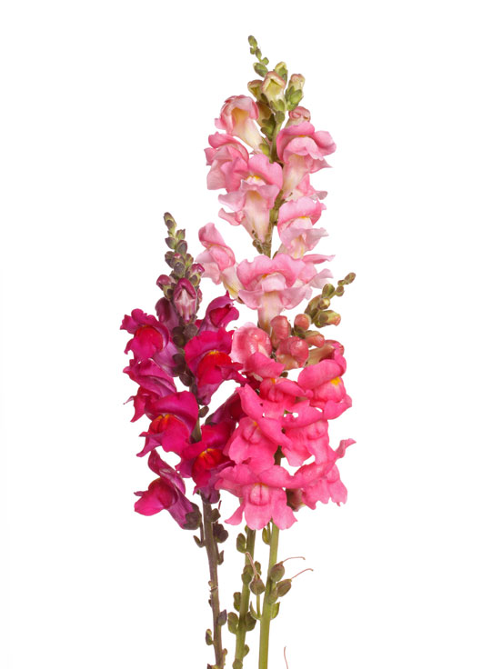 Image shows a single pink and scarlett-colored snapdragon on a white background.