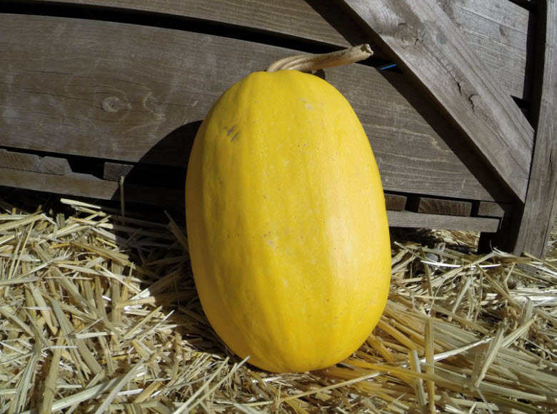 Spaghetti Squash
