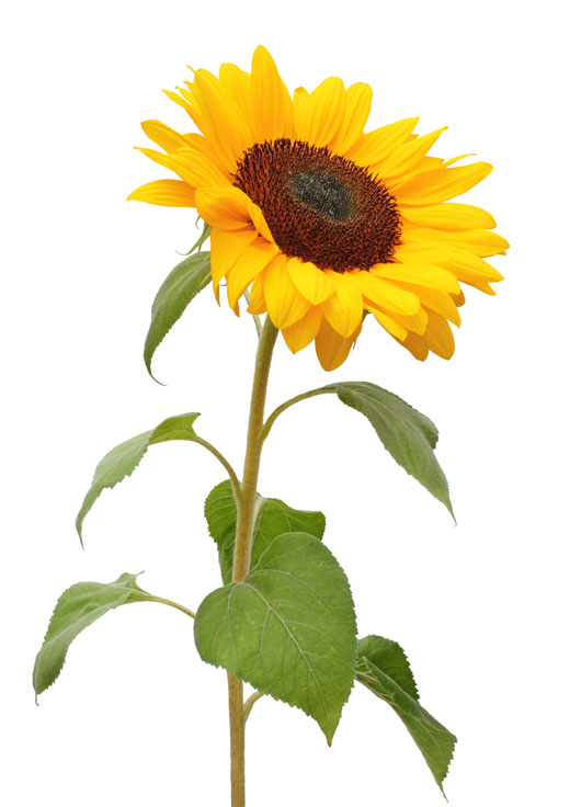 Image shows a single yellow cornflower stalk on a white background.