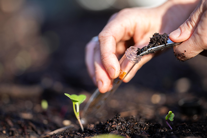 A man takes a soil sample from his garden to test the soil health.