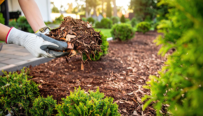 A homeowner is applying mulch to a garden bed in her backyard.